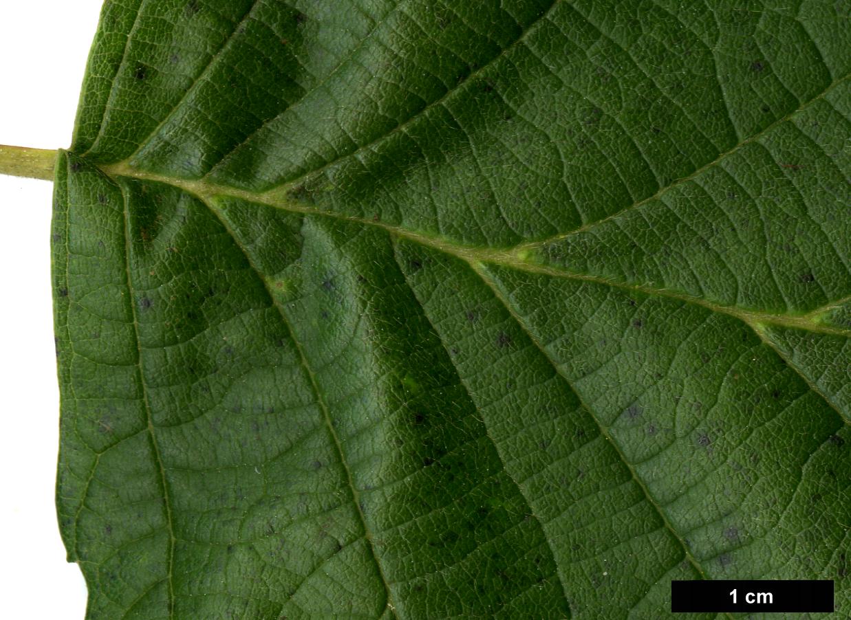 High resolution image: Family: Betulaceae - Genus: Alnus - Taxon: hirsuta - SpeciesSub: subsp. sibirica